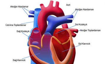 görünüm sağlık kalp ventrikülü